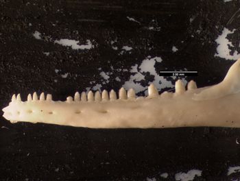 Media type: image;   Herpetology R-137300